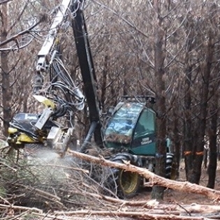 Processore forestale cingolato